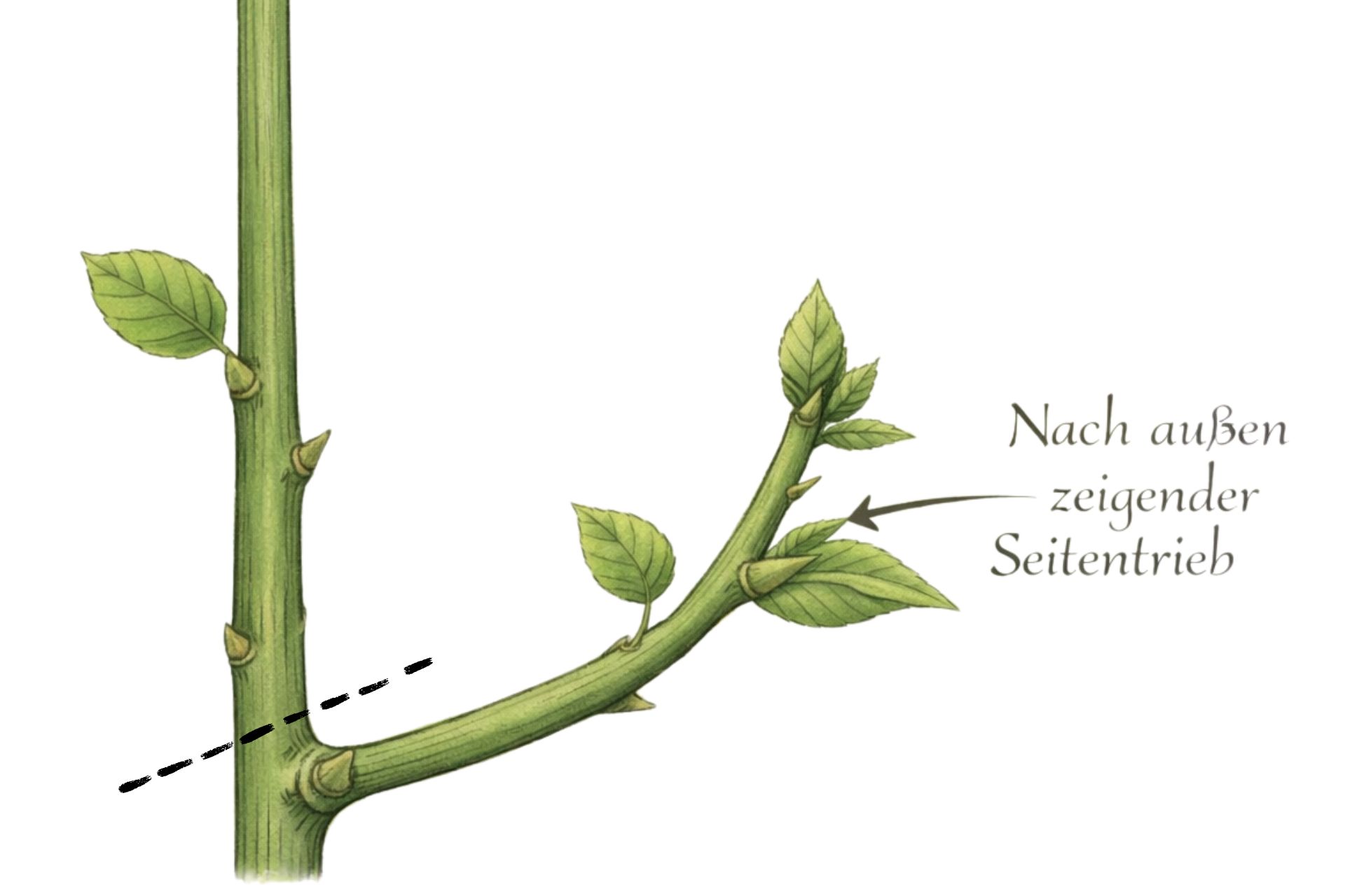 Pflanzen richtig schneiden: auf Seitentrieb ableiten