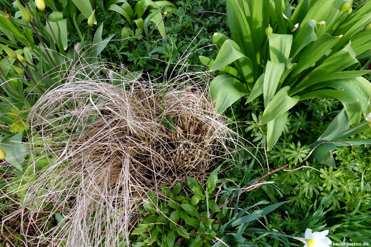 Altes Lampenputzergras