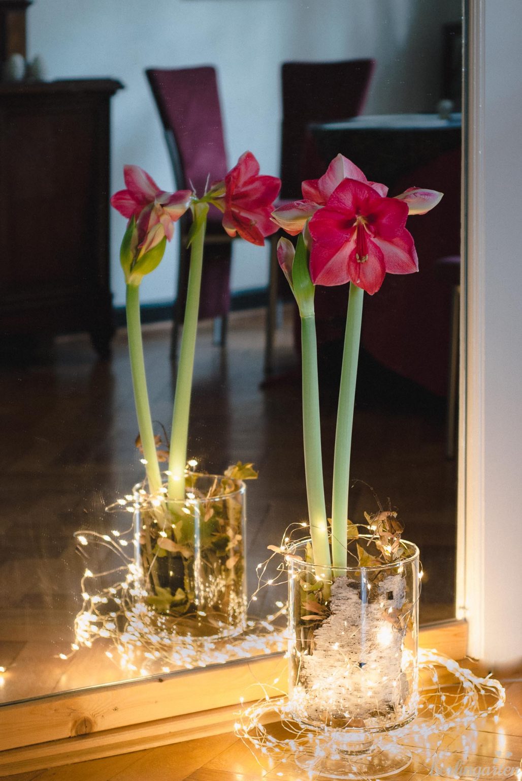 Fabelhafte Amaryllis Im Glas Weihnachtlich Dekorieren Bilder