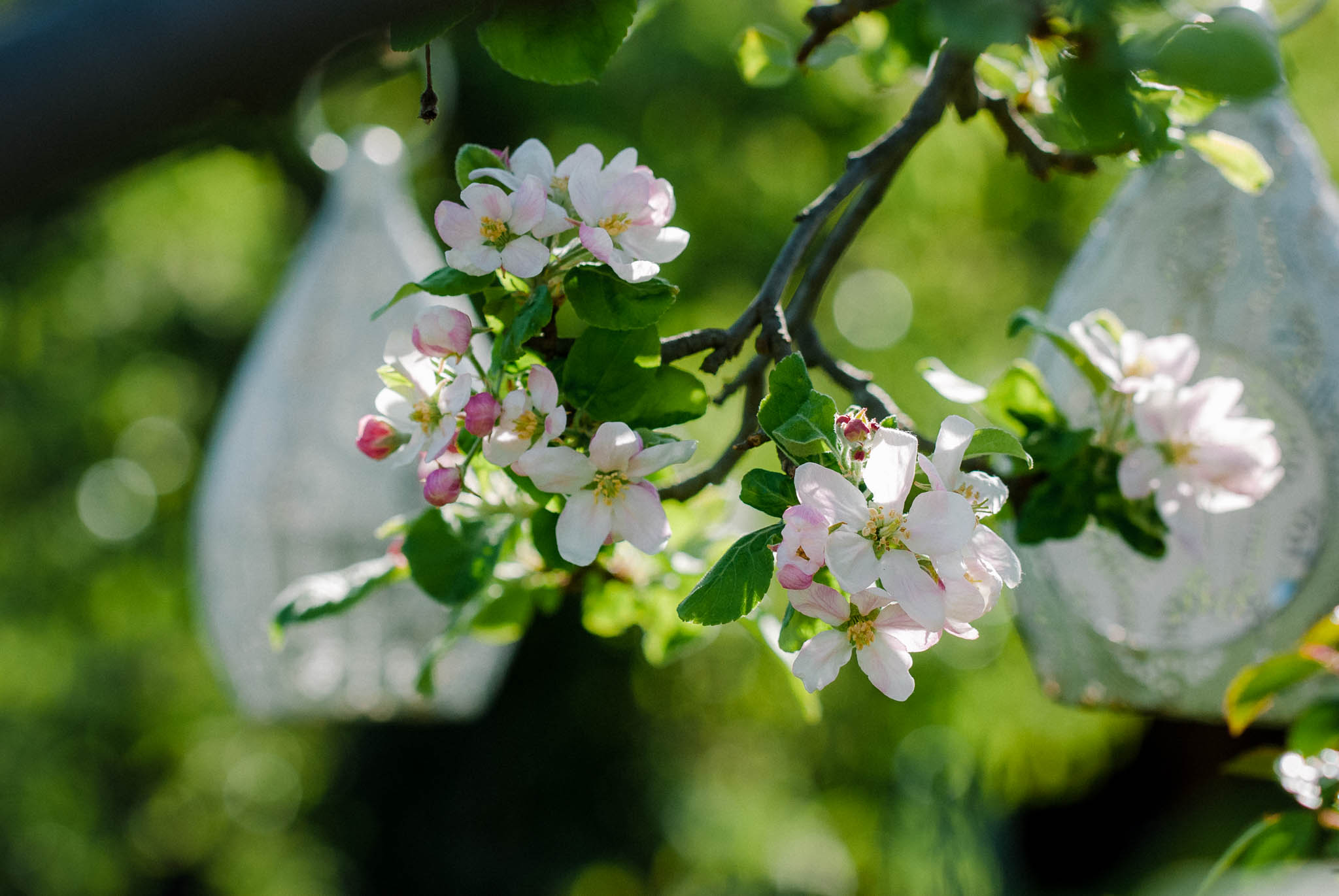 Apfelblüte