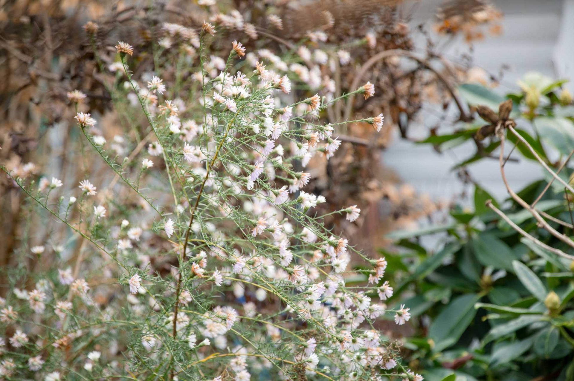 Aster Monte Cassino: Es wird durchgeblüht