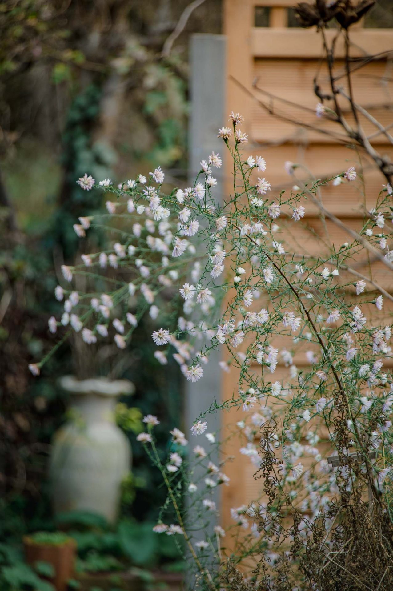 Aster Monte Cassino im Dezembergarten