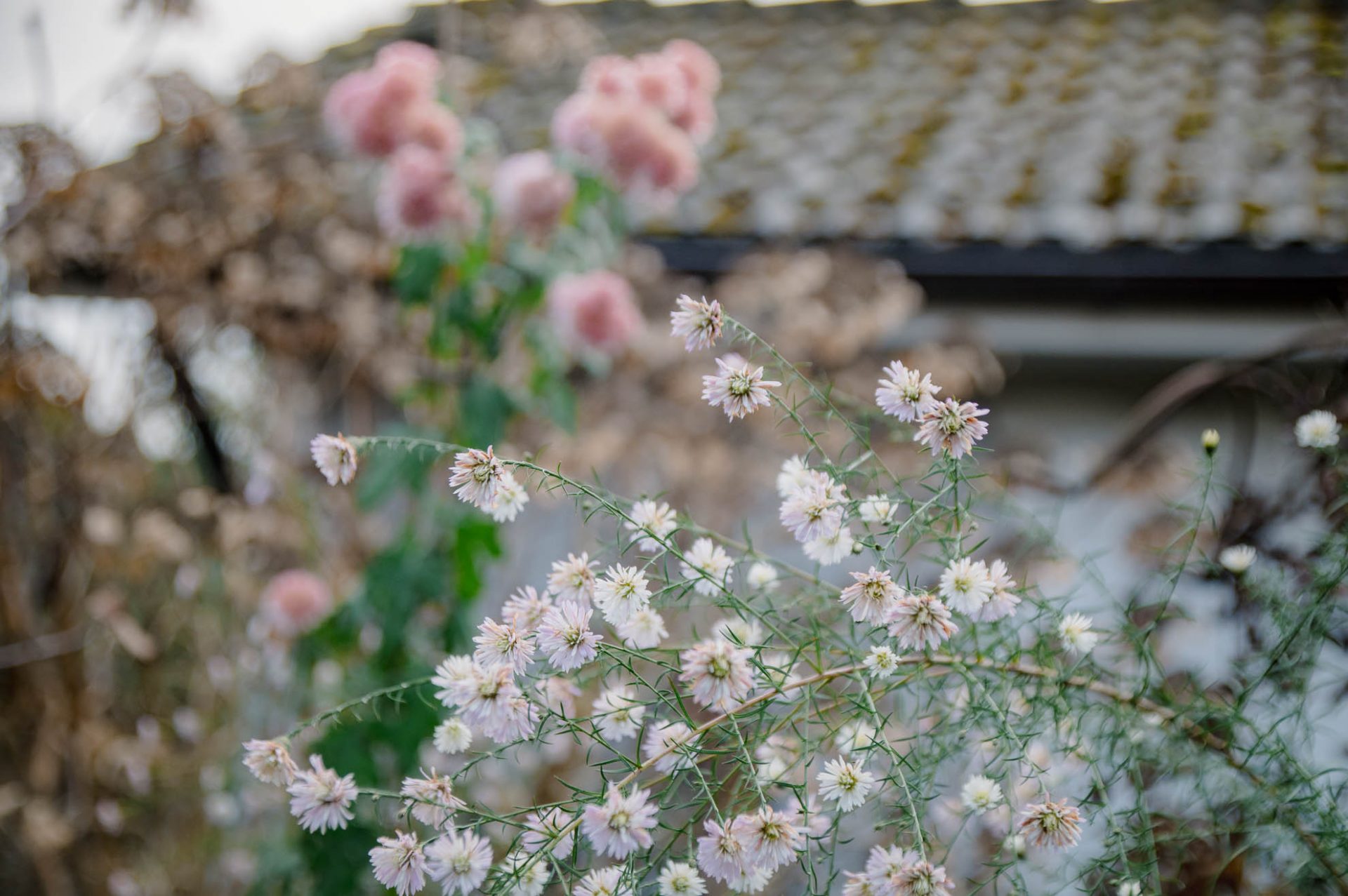 Stauden im Dezember: Aster, Chrysantheme, Samthortensie