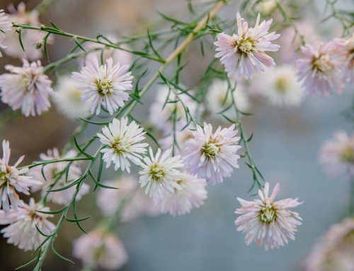 Meine Dezember-Aster ‚Monte Cassino‘: Wenn der Garten ewig glitzert