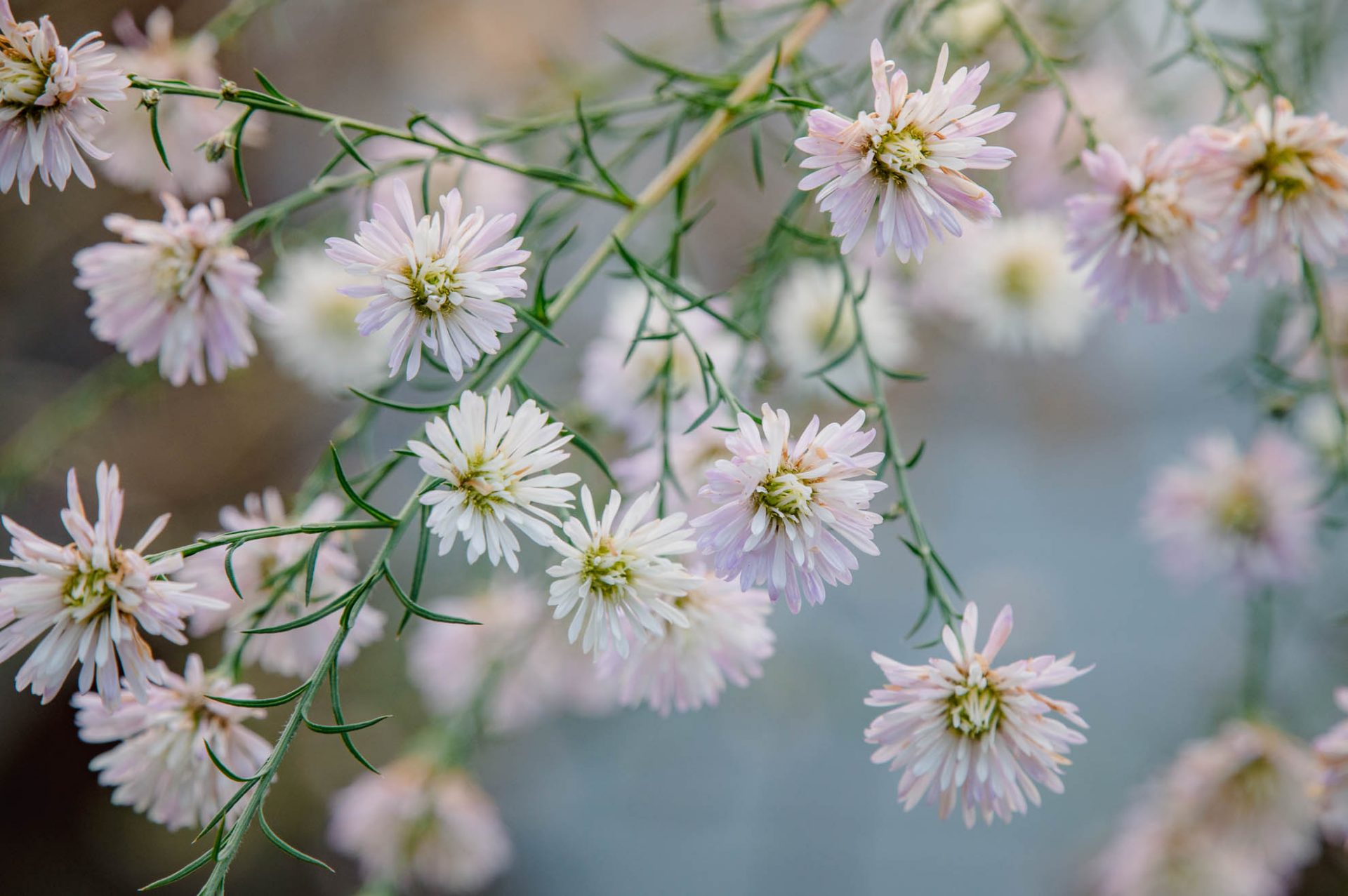 Staude Aster Monte Cassino: Winterblüher im Dezember