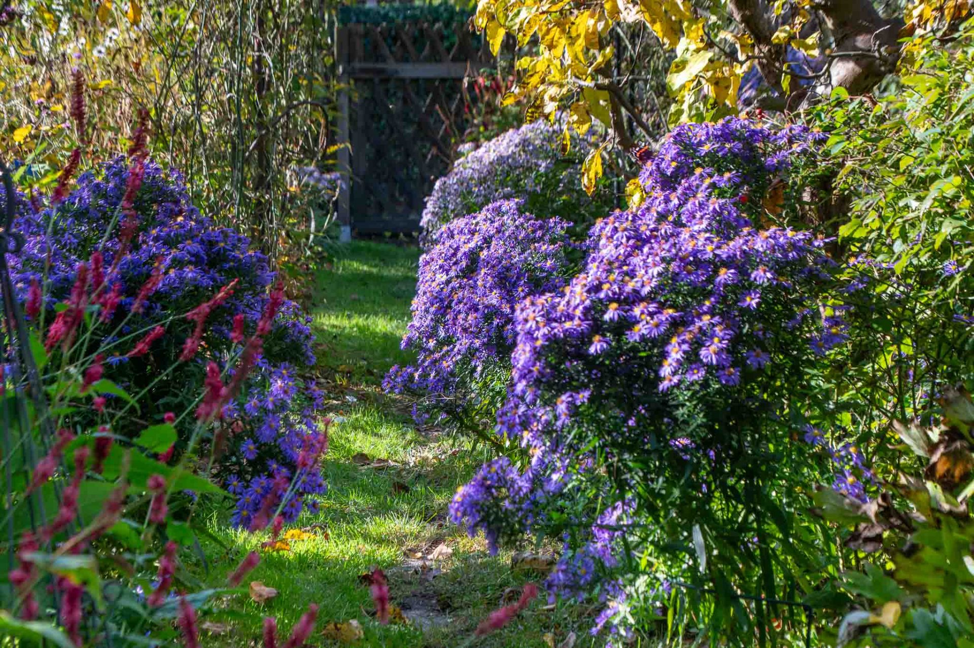 Asternweg-1 Wiederholungen links und rechts entlang des Gartenweges sind ein sehr gutes Beispiel für Beetgestaltung mit Wow-Effekt