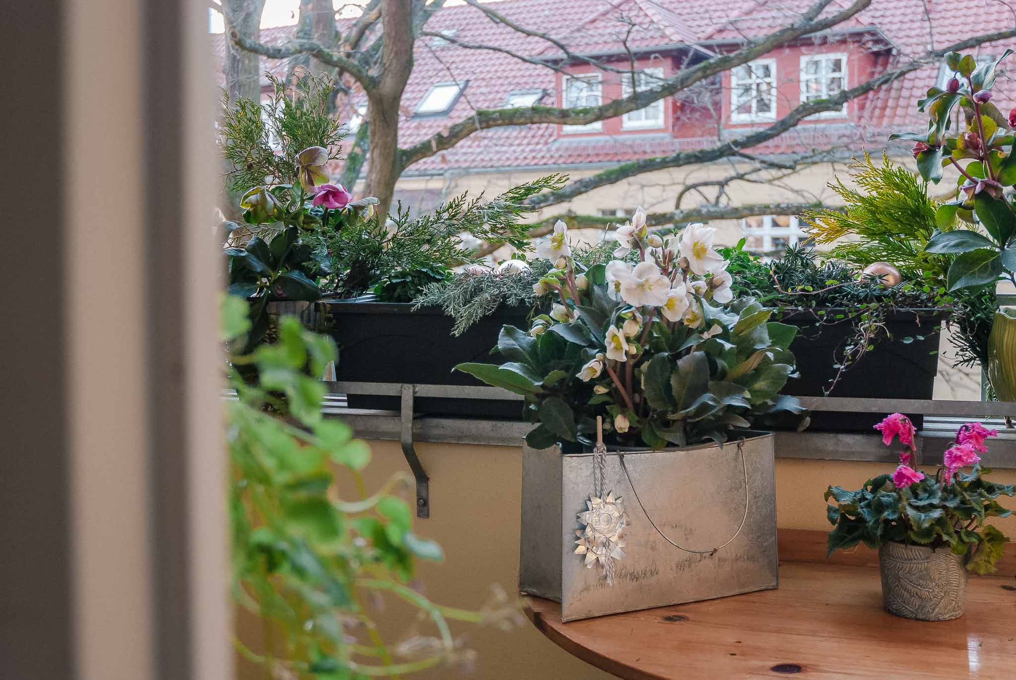 Winter Pflanzen Balkon