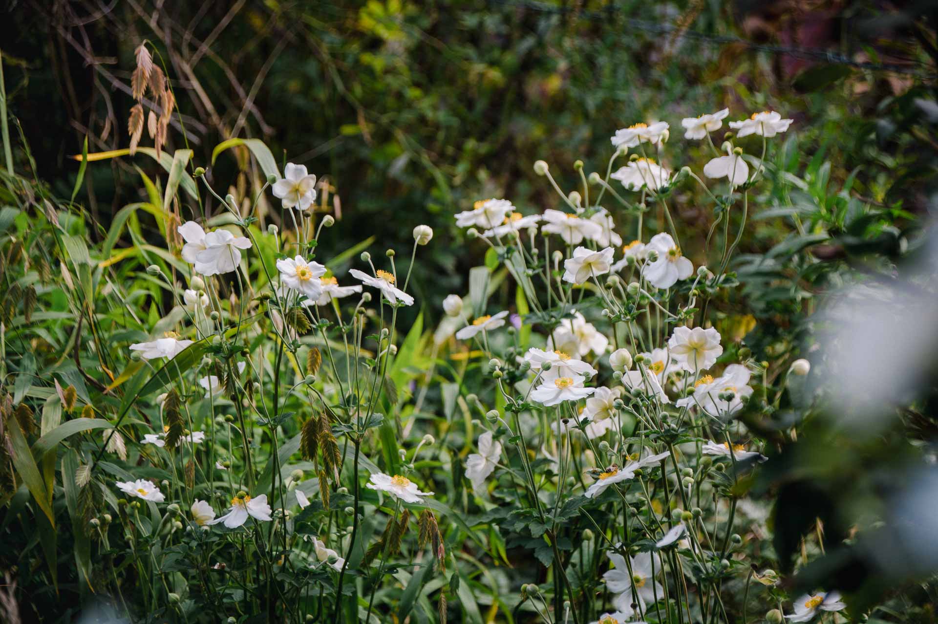 Staudenpflanzung mit Herbststauden