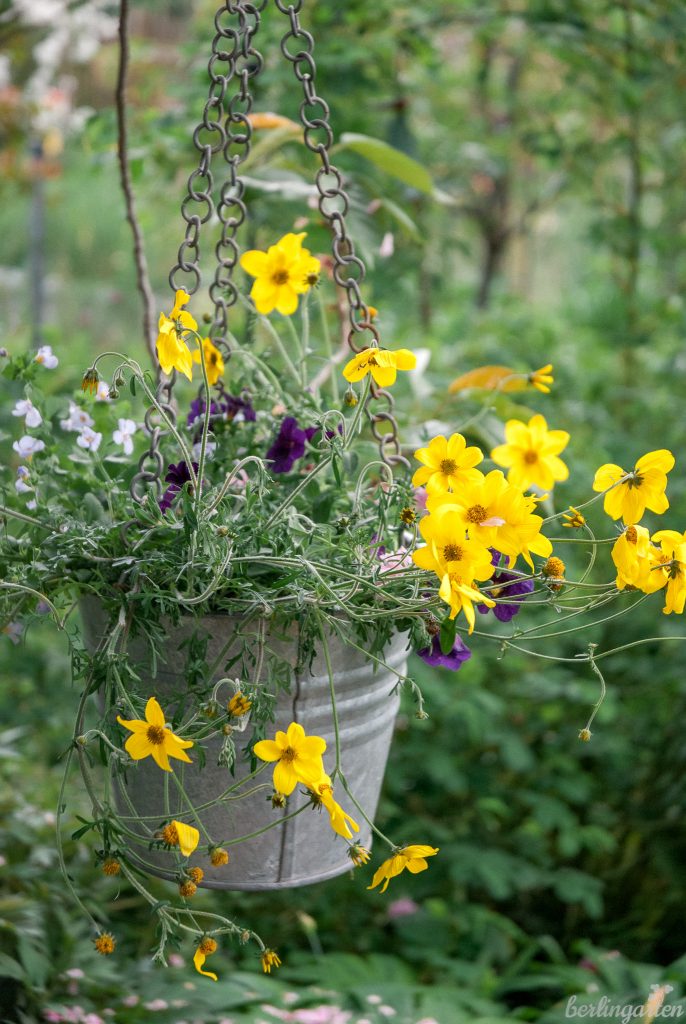 Blumenampel mit Petunien und Bidens
