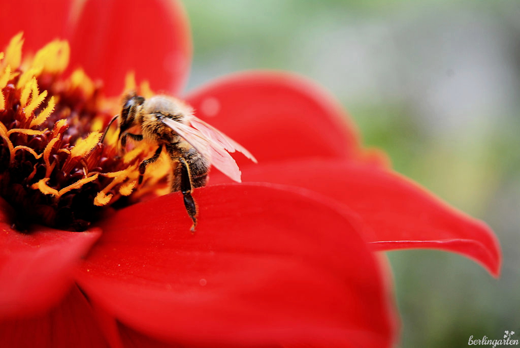 Biene labt sich am Nektar