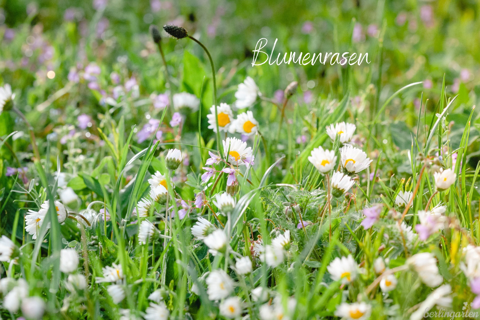 Naturnahe Gartengestaltung bedeutet auch Blumenrasen oder Blumenwiese