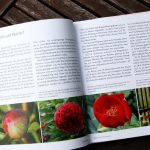 Brückenschlag von unseren Päonien zu den Anfängen