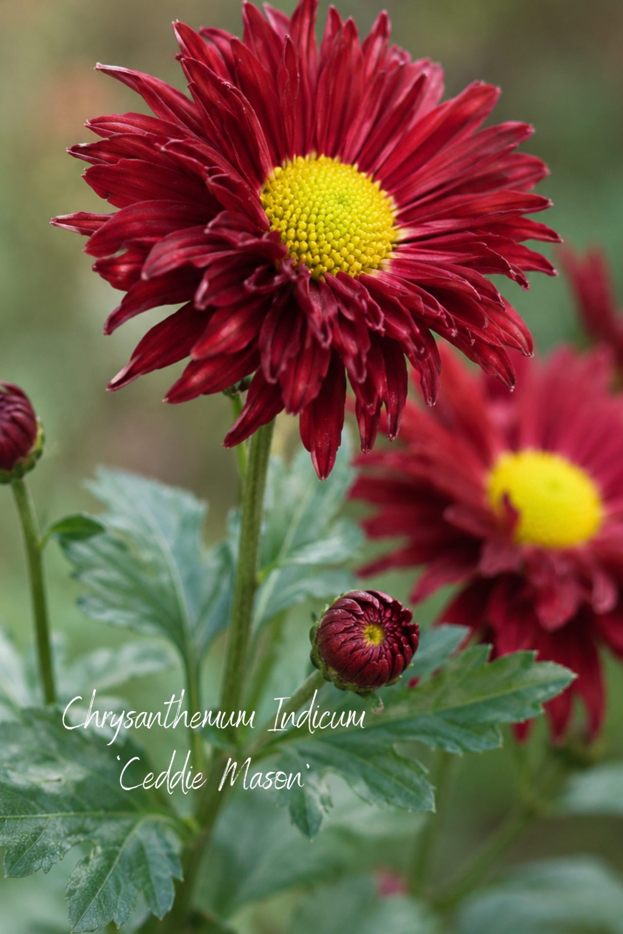 Alternativen zu Dahlien: Stauden-Chrysantheme Ceddie Mason