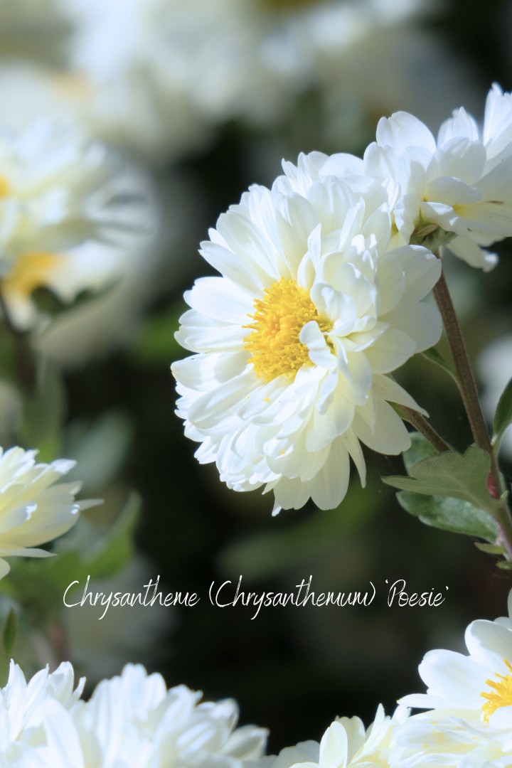 Staude mit weißen Korbblüten und gelber Mitte: Chrysantheme 'Poesie'