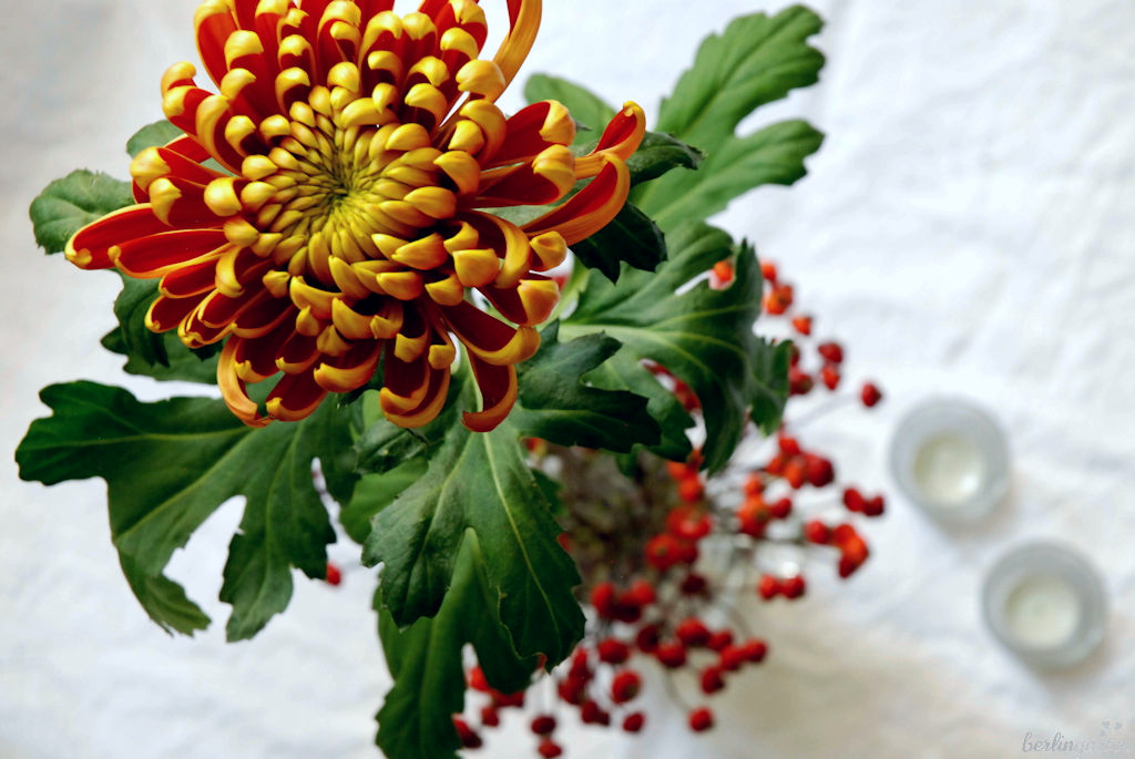 Rot-goldene Chrysantheme mit Hagebutte