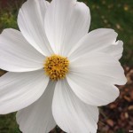 Cosmea weiß
