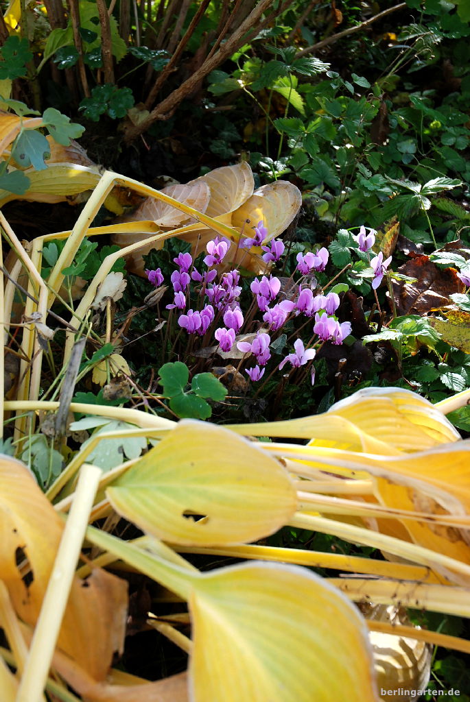 Die Funkie vergeht langsam, sie kommen: Cyclamen hederifolium rosa