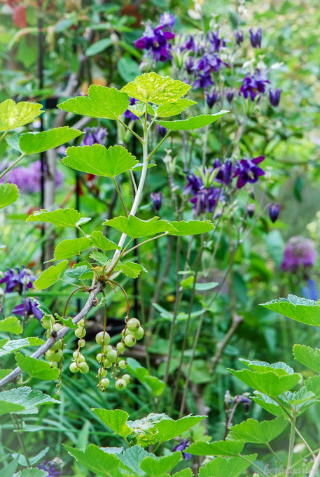 Nachbarn zur Rose am Obelisken: Johannisbeeren wachsen in der Rabatte