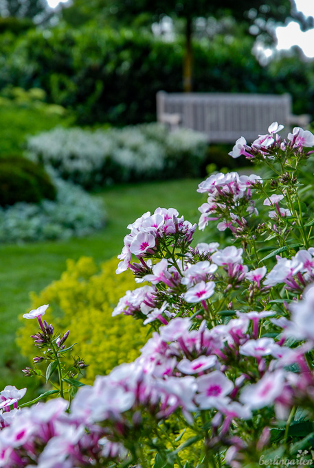 Wie ein Cornetto Erdbeer: Phlox paniculata 'Kirmesländler'