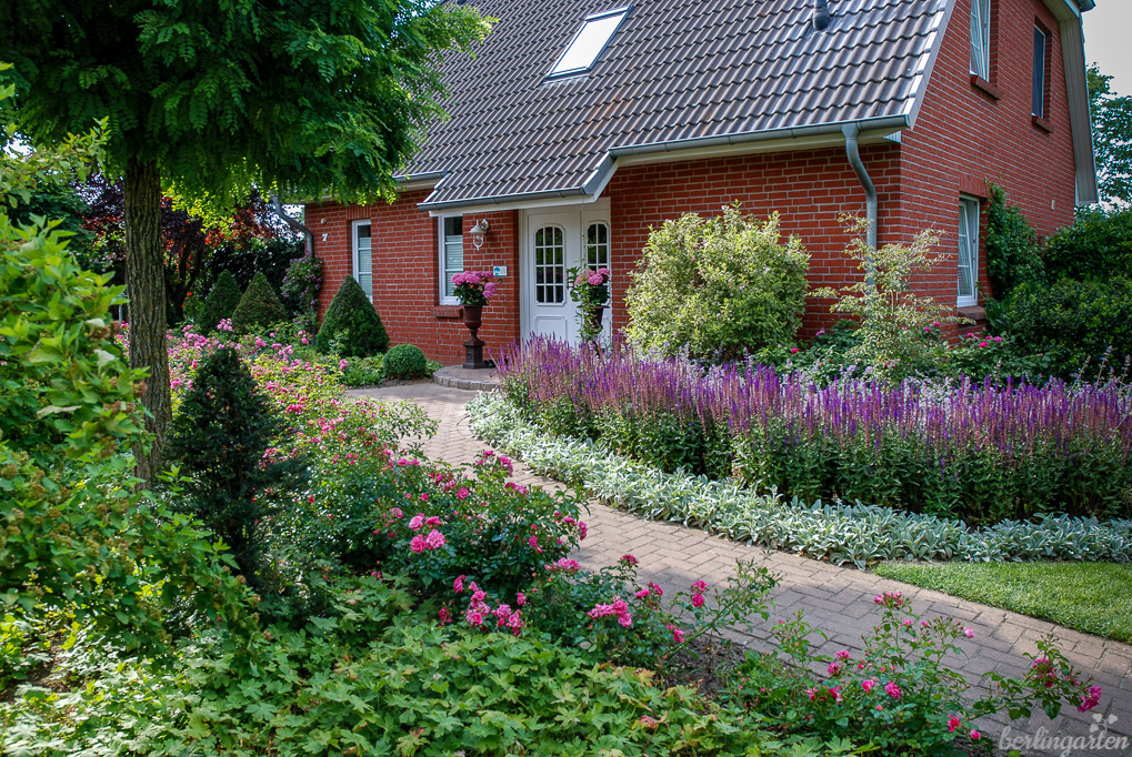 Nicht kleckern, sondern klotzen: Salbei Salvia nemorosa 'Caradonna' in Hochform