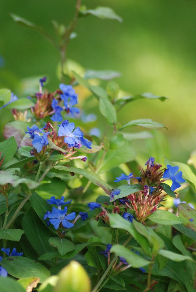 Chinesischer Bleiwurz Ceratostigma plumbaginoides