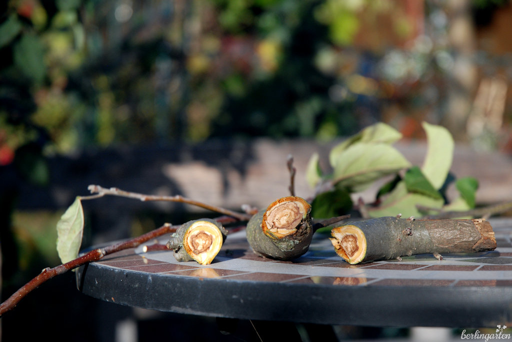 Auch dickere Zweige schneiden sich mühelos