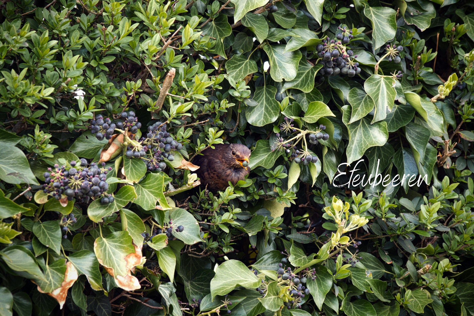 Vogel labt sich an den Früchten des Efeus im Naturgarten