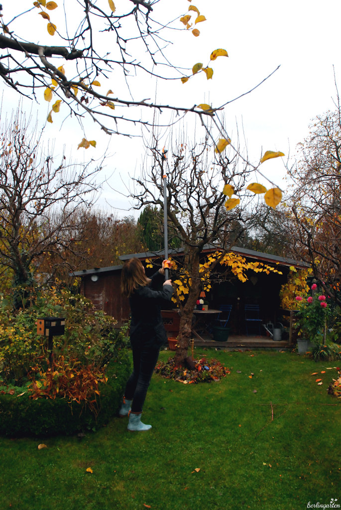 Einfacher Baumschnitt zack-zack ohne großes Leiteraufstellen