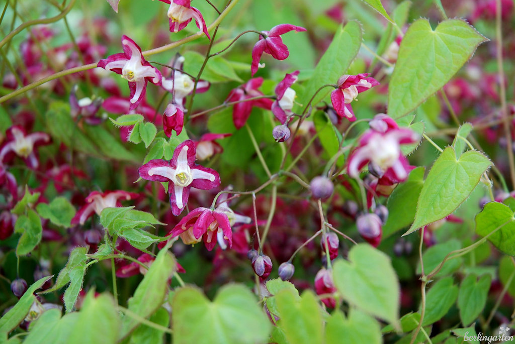 Epimedium