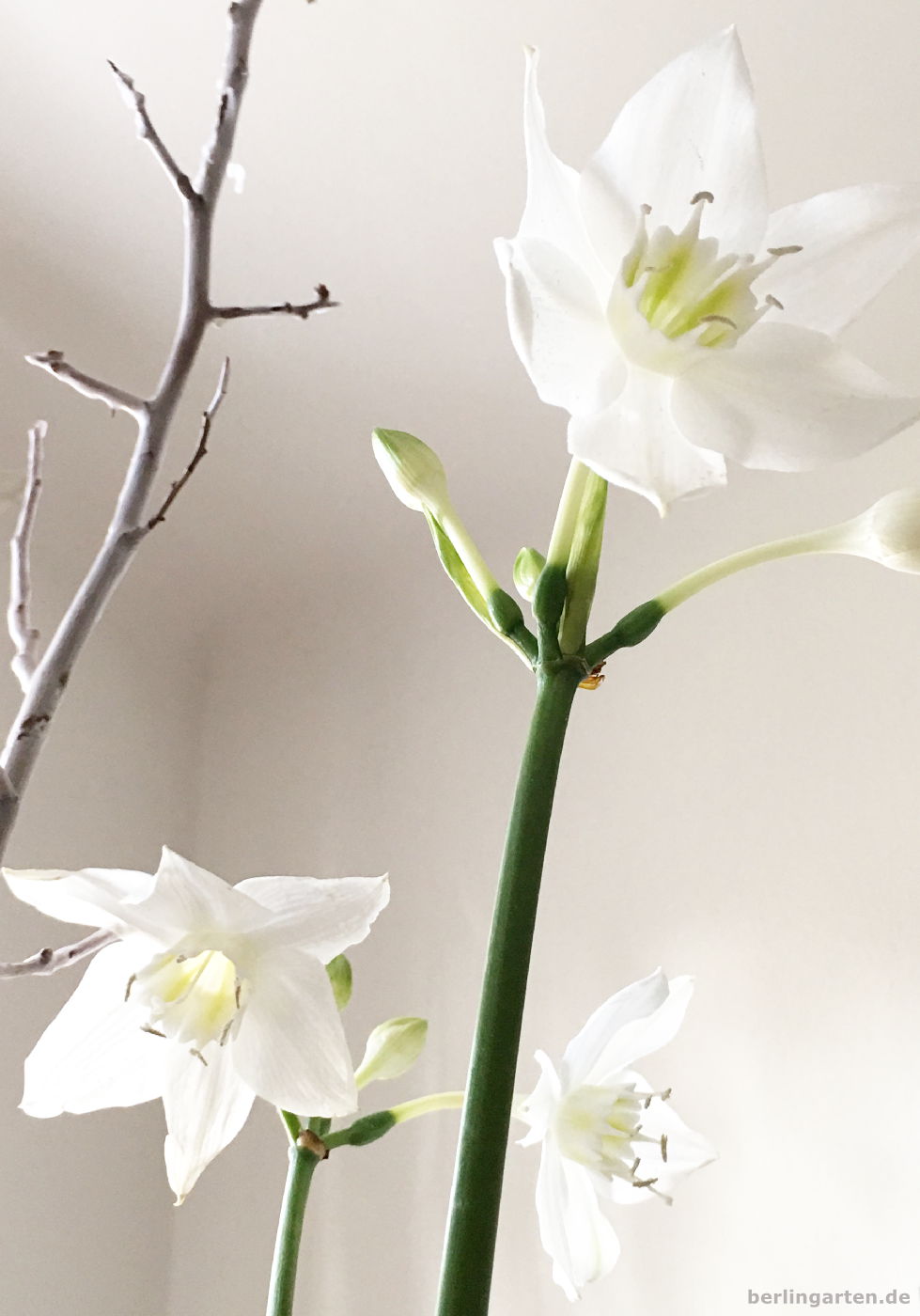 Amazonaslilie, Herzenskelch, Eucharis weiße Blüten im Winterstrauß