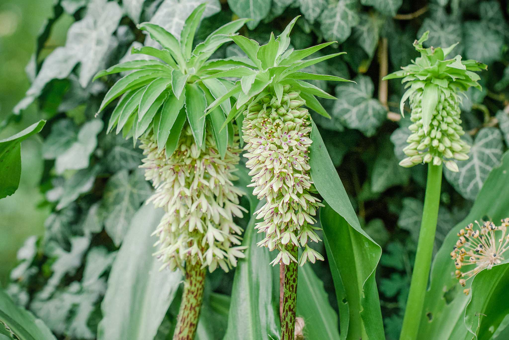 Schopflilie Eucomis bicolor überwintern