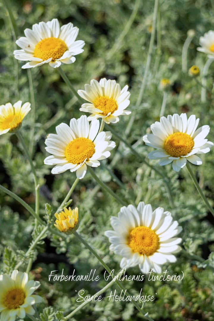 Färberkamille als Staude mit Gänseblümchen-Charme