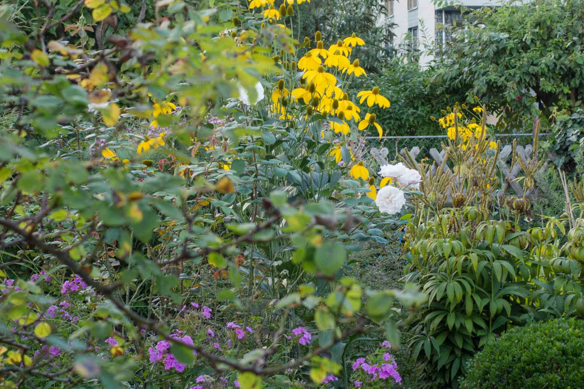 Fallschirmrudbeckien-1 Fallschirmrudbeckien werden in mehreren Beeten wiederholt
