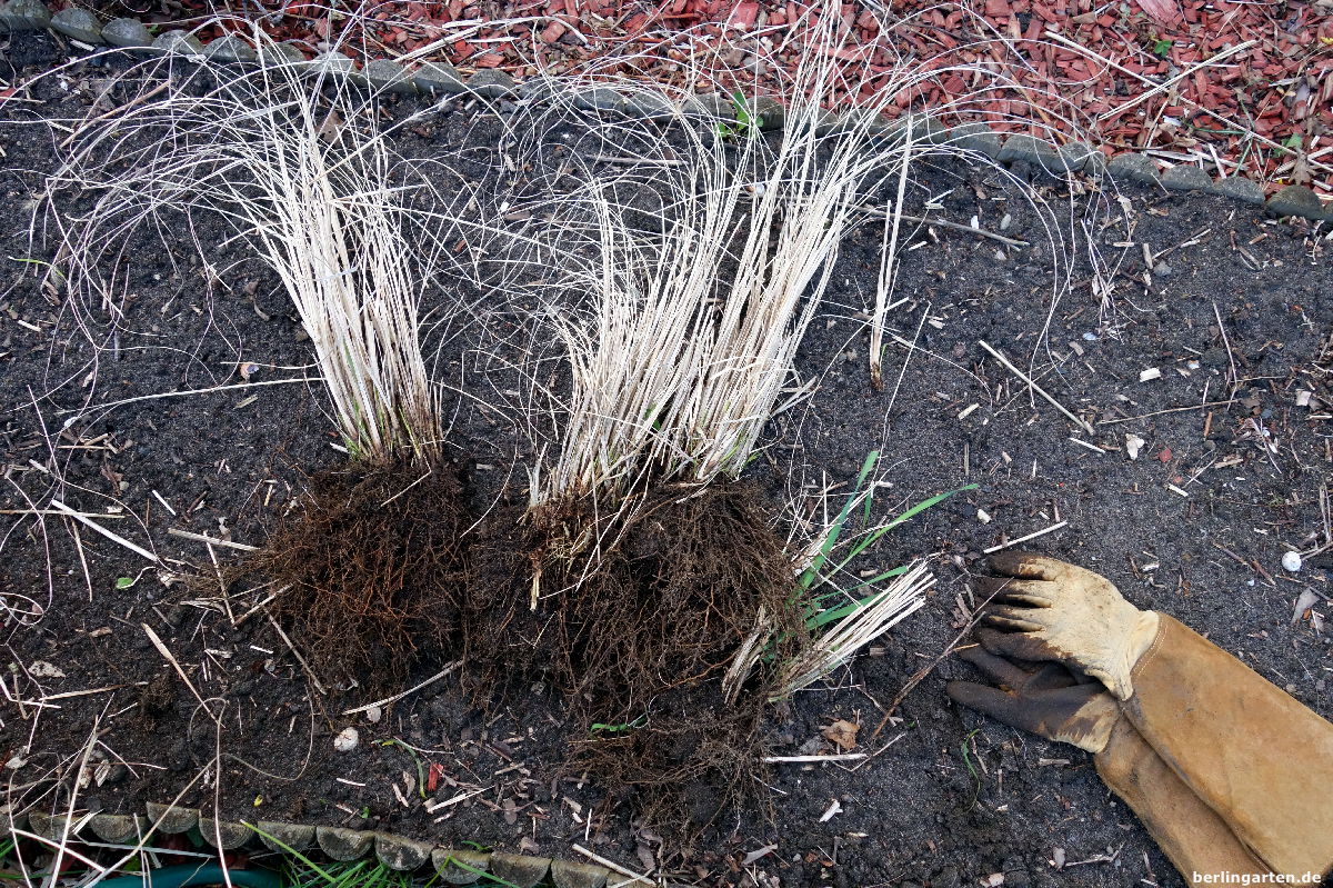 Pflanzenverjüngung: Fertig zum Einpflanzen