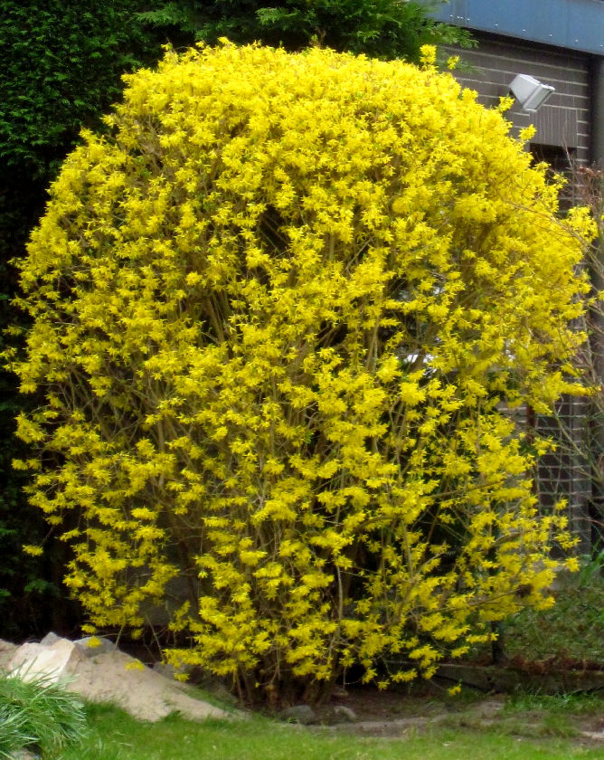 Formschnitt Forsythie Formschnitt Forsythie