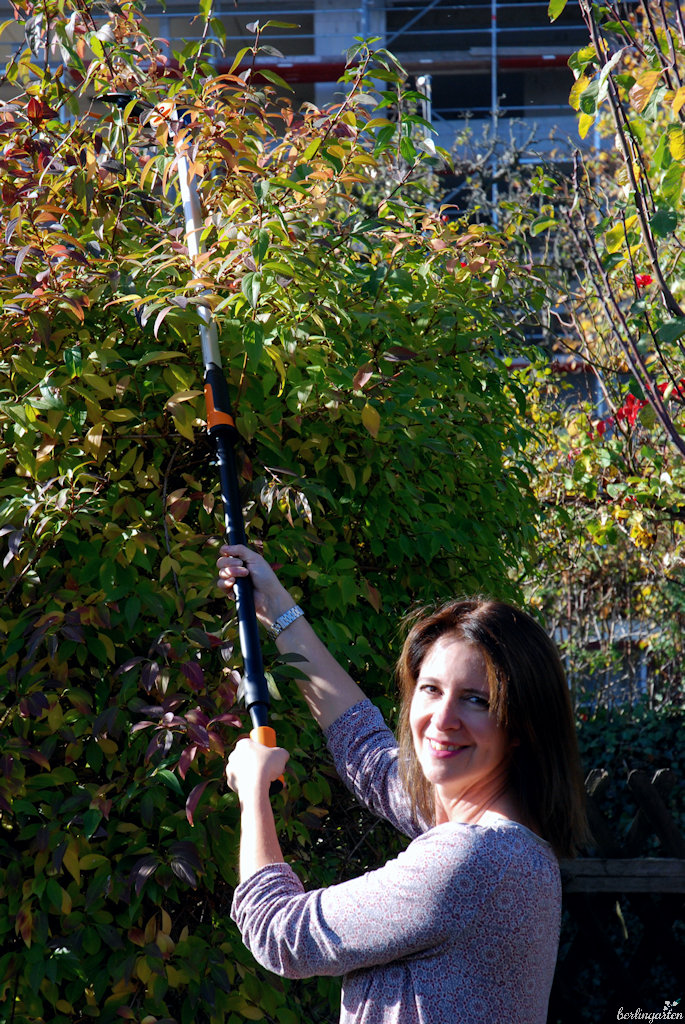 Forsythienkorrektur: Der Strauch am Eingang wird halbwegs rund gehalten um noch durchzukommen