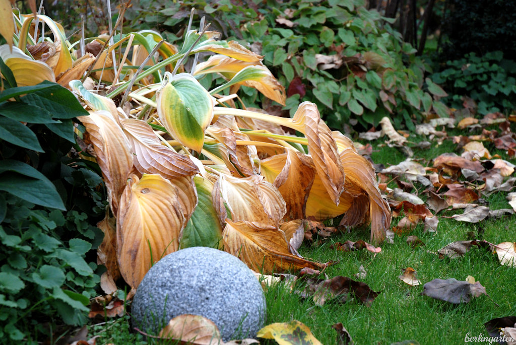 Wann Stauden schneiden? Tipps für den Staudenrückschnitt im Frühjahr