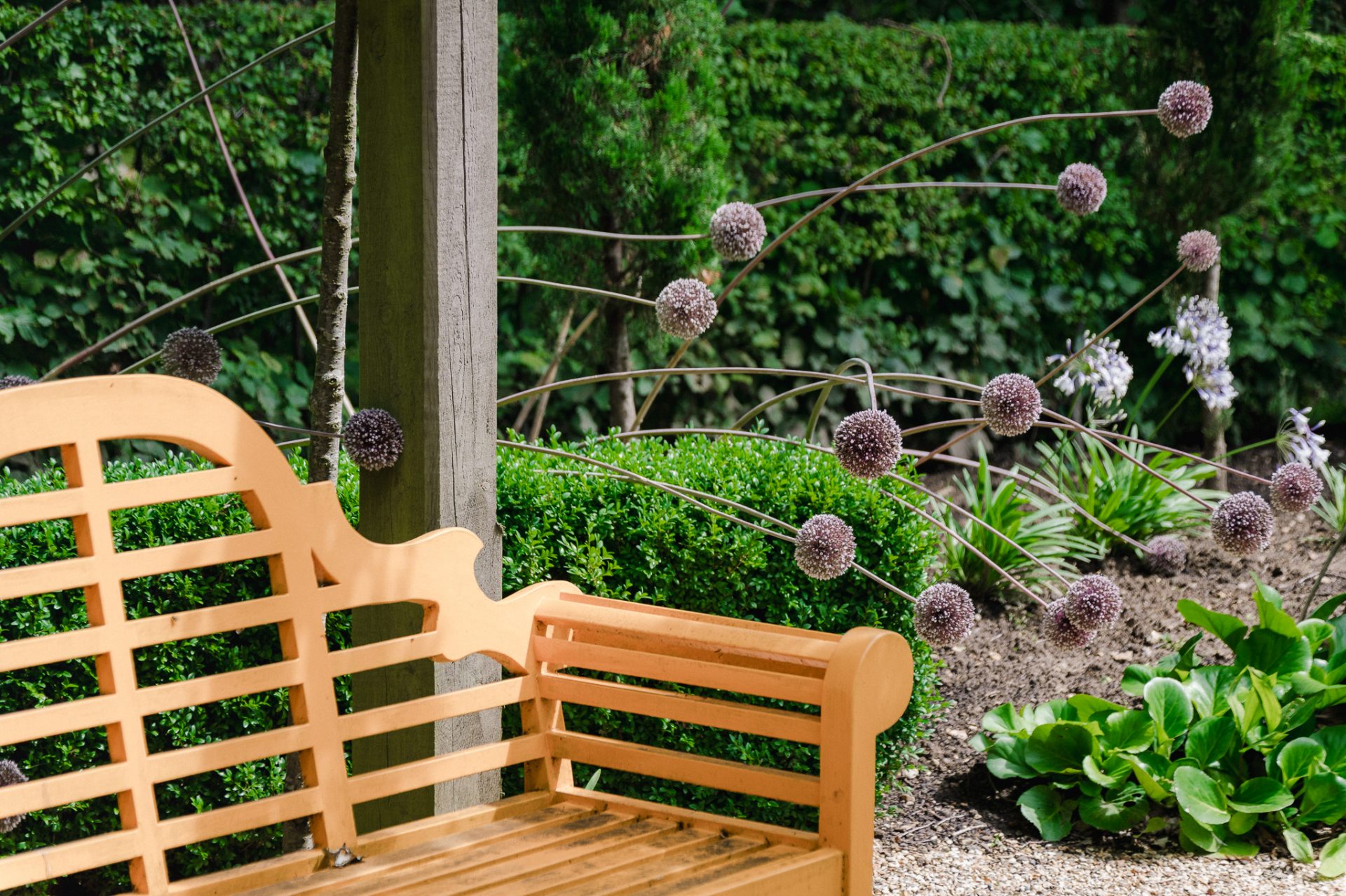 Zierlauch Allium Summer Drummer ist ein hoher Sommerzierlauch