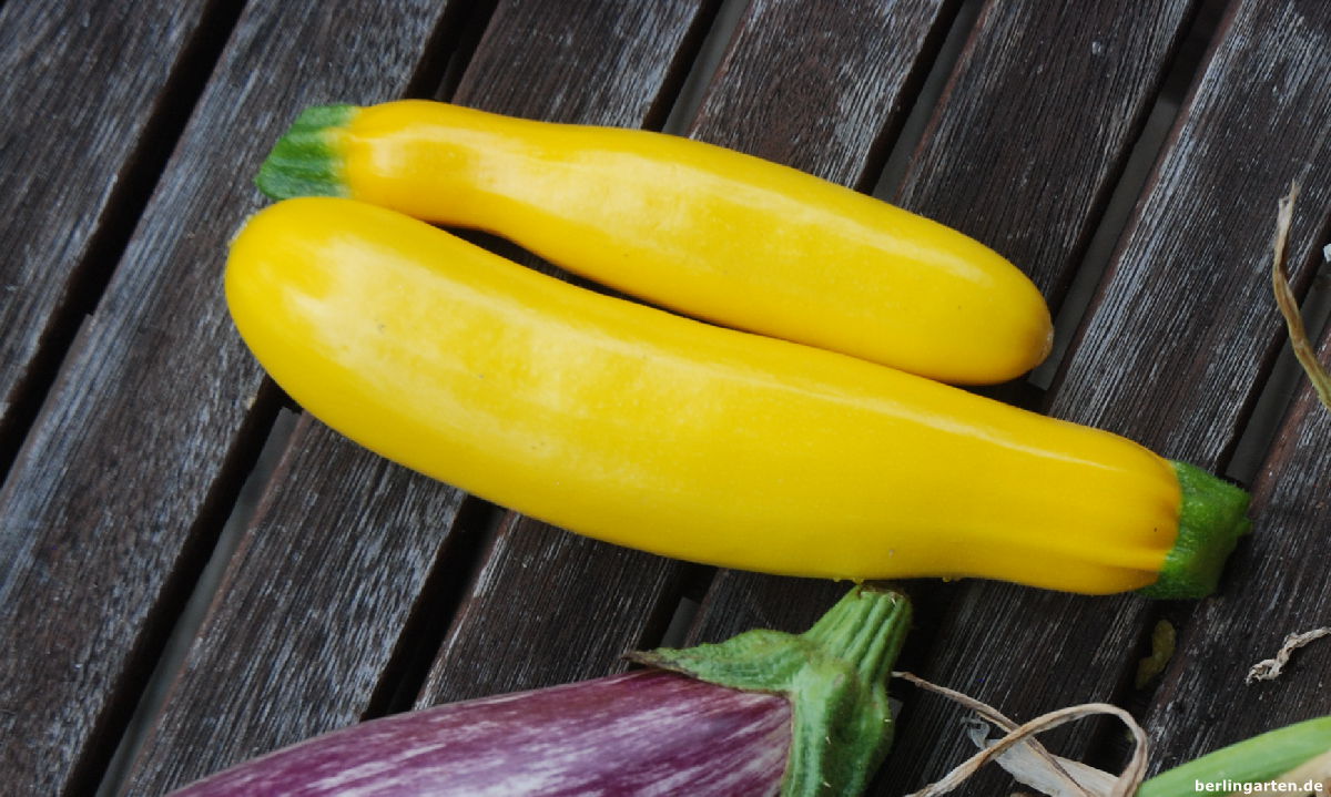 Zucchini raffiniert und lecker zubereitet mit Pasta, Tomaten & Scampi Zucchini raffiniert und lecker zubereitet mit Pasta, Tomaten & Scampi