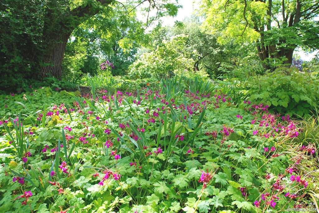 Geranium macrorrhizum