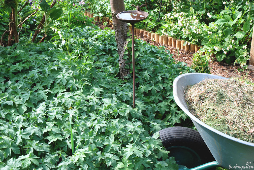 Geranium_endressii