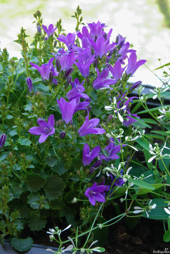 Violette Dalmatiner Glockenblume Campanula portenschlagiana