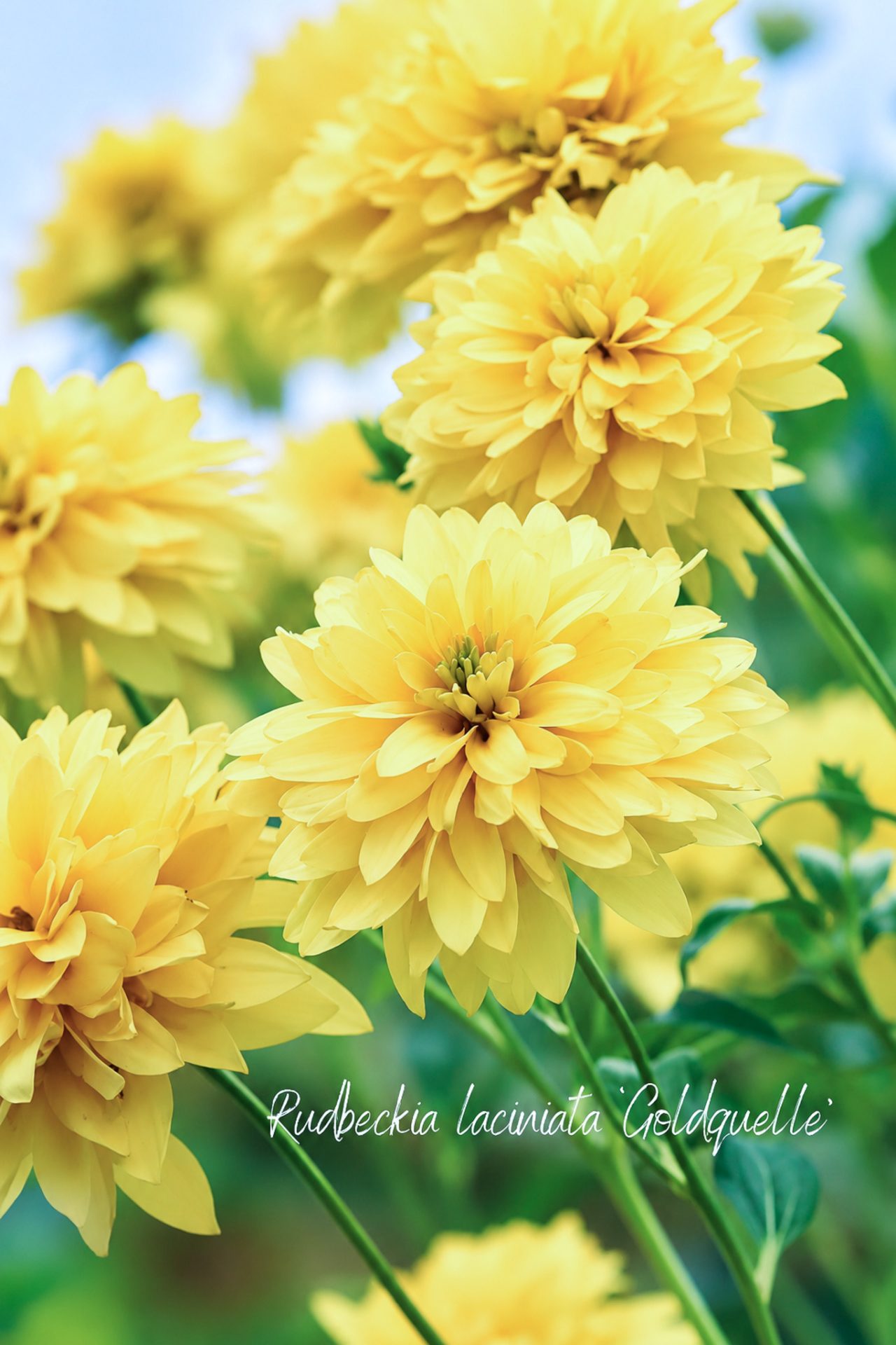 Rudbeckia ‘Goldquelle’ als Dahlienalternative