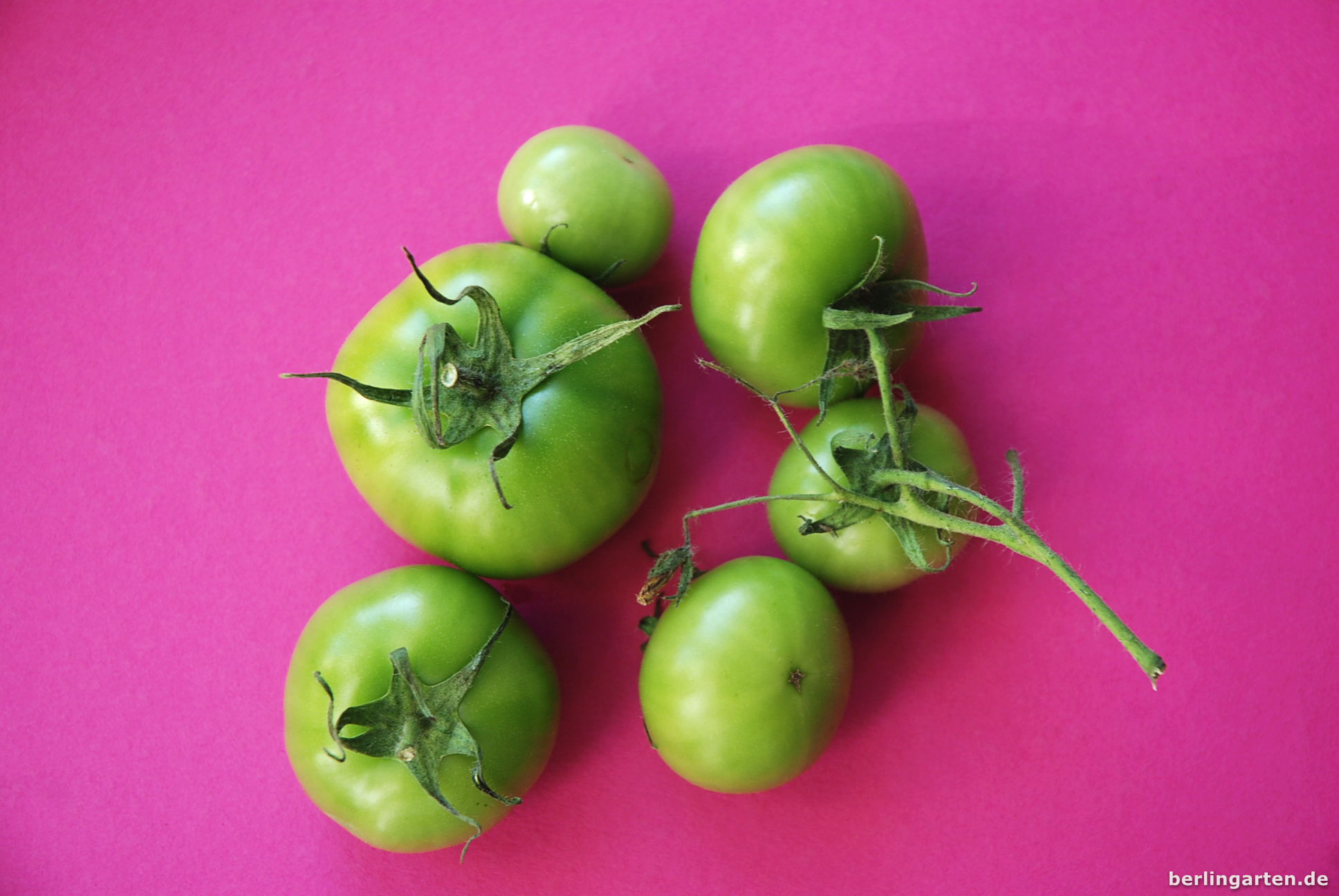 Grüne Tomaten jetzt ernten, Chutney kochen – berlingarten