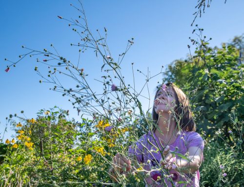 Hanfblättriger Eibisch: So bekommt dein Garten Höhe und rosa Zauber