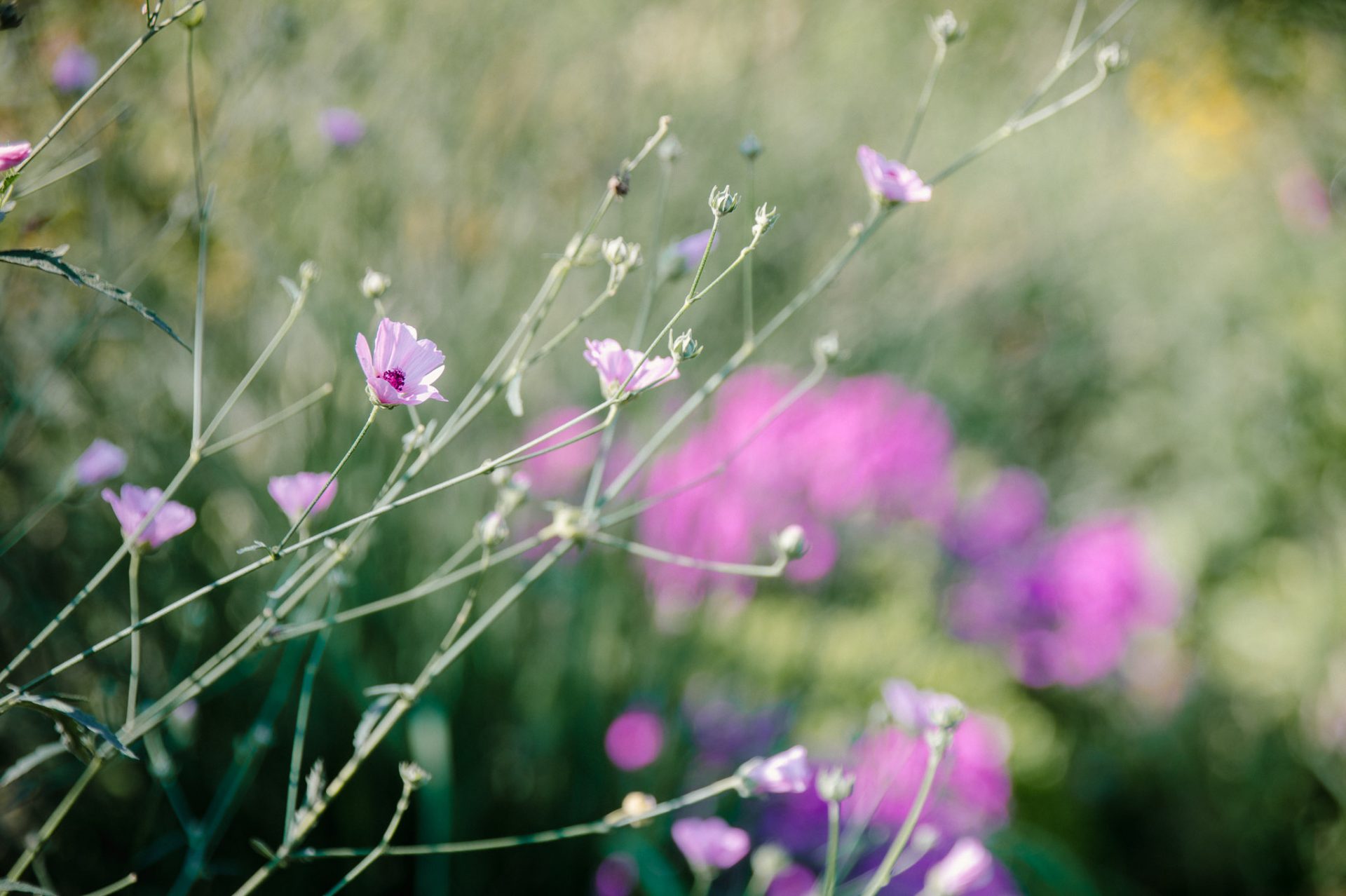 Hanfblättriger Eibisch pflanzen und pflegen (Althaea cannabina)