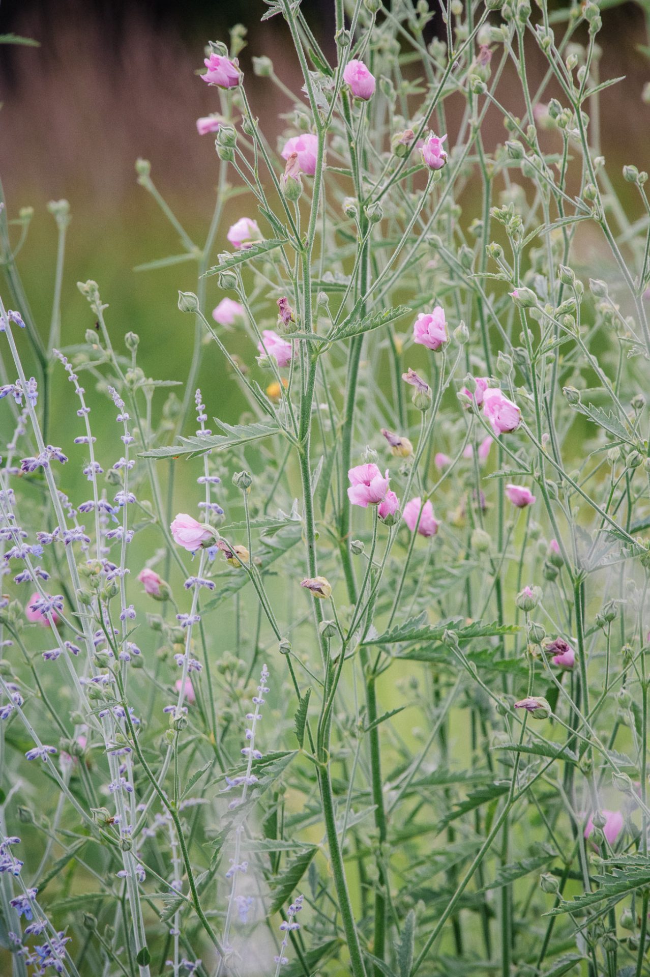 Hanfblättriger Eibisch: ein rosa Blütentraum