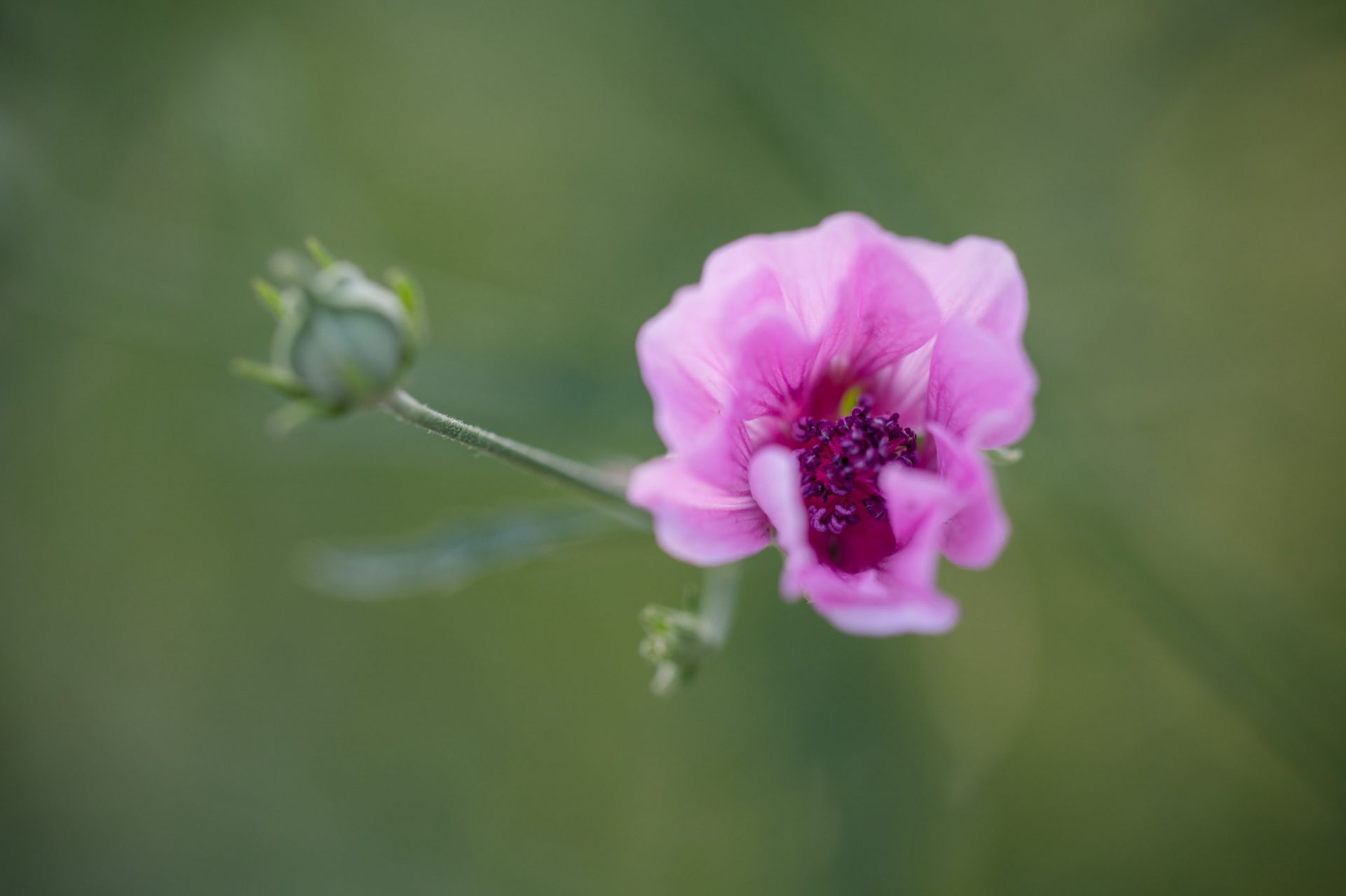 Blüte der Trendpflanze Althaea cannabina, der Hanf-Stockmalve