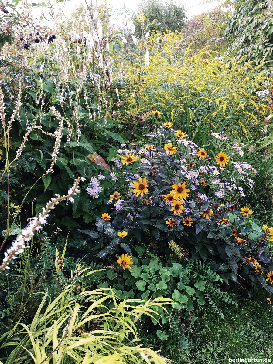 Herbstszene im berlingarten mit Staudensonnenblume