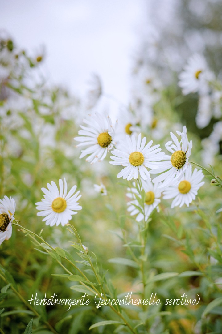 Herbstmargerite Leucanthemella serotina als Staude mit Gänseblümchen-Charme